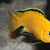 Yellow lab and elecyric blue cichlid