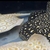 SOLD - RARE - BLACK DIAMOND X PEARL FEMALE BREEDER STINGRAY arowana bass