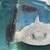 Albino/het stingrays