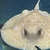 Albino/het stingrays