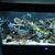 Marine Tank and livestock