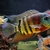 Bonded pair of tiger Cuare cichlids 8-9inch