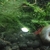 10 Ramshorn Snails