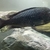 Tropheus Leuba Breeding Group & sub adults £100