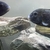 Tropheus Leuba Breeding Group & sub adults £100