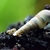 Malaysian Trumpet Snail