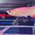 Malaysian Golden Blue Base Crossback Arowana