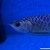 Premium Purple Base Golden Crossback Arowana