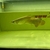 Arowana pairs male and female planet arowana