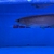 Arowana pairs male and female planet arowana