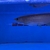 Arowana pairs male and female planet arowana