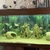 Juwel 180 fish tank, complete set up with tropical fish