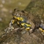 Yellow bellied toad adult male £10