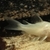 Albino Corydoras and Corydoras nanus Juveniles £2.50 each or 6 for £10