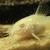 Albino Corydoras and Corydoras nanus Juveniles £2.50 each or 6 for £10