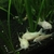 Albino Corydoras and Corydoras nanus Juveniles £2.50 each or 6 for £10