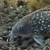 Albino Corydoras and Corydoras nanus Juveniles £2.50 each or 6 for £10