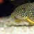 CORYS / PLECO /SYNODONTIS FOR SALE