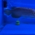 Premium purple base crossback Malaysian Golden Arowana