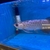 Blue base crossback Malaysian Golden Arowana