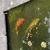 Three koi free to good home