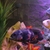 3x Cichlids Oscars. £60 for all 3