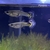 40 Halfmoon tail tiger premium Guppy Fry - £15.00