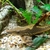 Royal whiptail large for sale