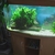 Juwel Bow Fronted Aquarium Plus Cabinet and Fish