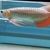 Various Arowana monster fish 