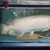 SOLD - datnoid, ray, nile perch SUPER RARE BATIK AROWANA (Scleropages inscriptus