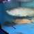 SOLD - datnoid, ray, nile perch SUPER RARE BATIK AROWANA (Scleropages inscriptus