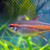 Gold Danios and Glowlight Tetras for sale