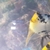 Adult angelfish