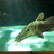 GIRAFFE CATFISH 20 INCH