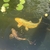 Large Koi Carp for Sale