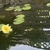 Pond Waterlilies for Sale