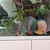 Mature fish tank with 4 happy discus for sale