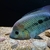 RIO MAGDALENA UMBEE CICHLIDS