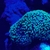 Marine corals and fish for sale