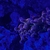 Marine corals and fish for sale