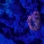 Marine corals and fish for sale