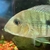 Oscar bass geophagus dempseys