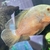 Oscar bass geophagus dempseys