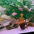 Multiple fishes - jewel cichlids, dollar, clown loach