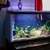 55 Gallon Aquarium + Gear + Fish for Sale