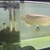 Arowana for sale