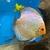 3 Stendker Discus for sale £10 each