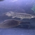 Armatus, datnoid microlepis, ripsaw, goonch, Florida gar, bass