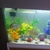 Aquarium, and all accessories included. £50